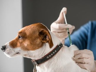 Vacuna obligatoria… ¡a perros!