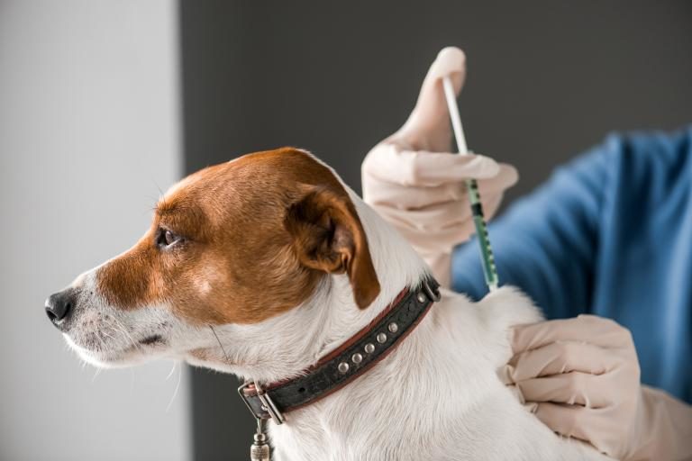 Vacuna obligatoria… ¡a perros!