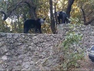 Detienen osos construcción en San Pedro