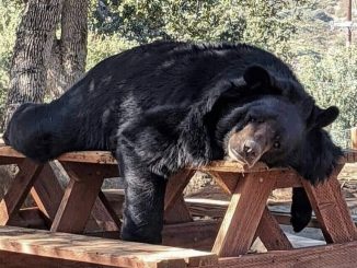 Entra oso a cabaña en Chipinque