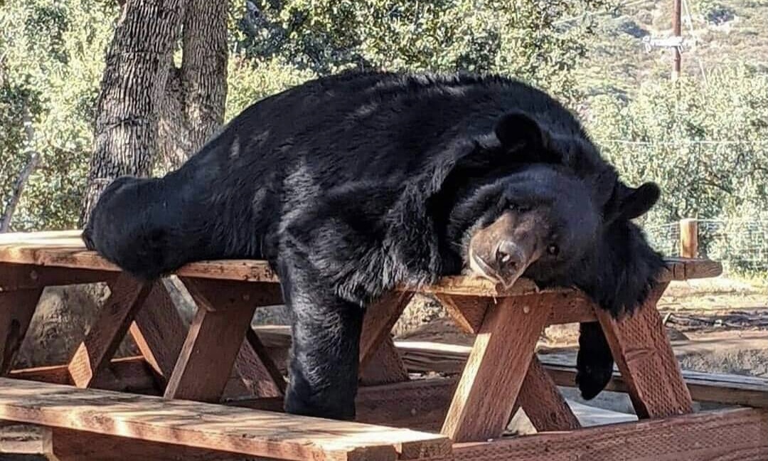 Entra oso a cabaña en Chipinque